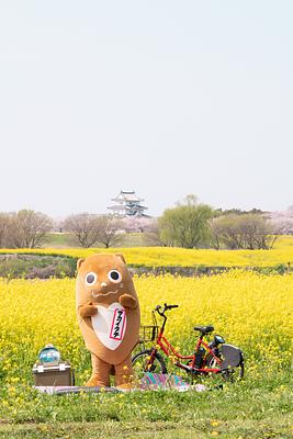 サカイタチの画像