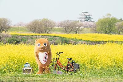 サカイタチの画像
